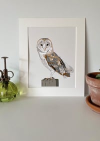 Image 2 of Barn Owl