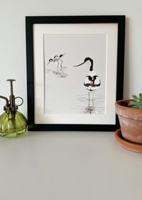 Image 1 of Avocets