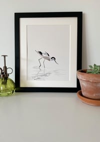 Image 1 of Avocet Fishing