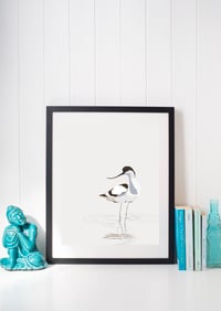 Image 5 of Curious Avocet ( looking left or Right)