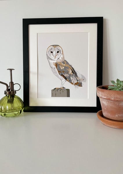 Image of Barn Owl