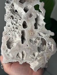 Image 3 of XL AGATIZED CORAL SLAB -FLORIDA- B