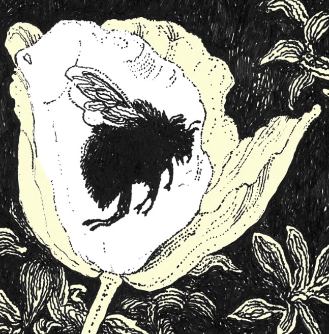 Image of Bee