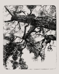 Image 1 of Cork Oak from Marseille
