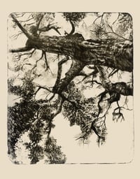 Image 2 of Cork Oak from Marseille