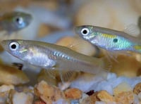 Feeder Guppy 25 pack