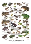 Frogs of North Vietnam matte poster