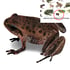 Frogs of North Vietnam matte poster Image 2