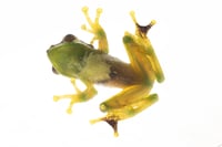 Image 3 of Frogs of North Vietnam matte poster