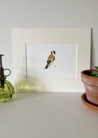 Image 2 of Gold Finch