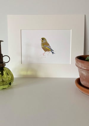 Image of Green Finch