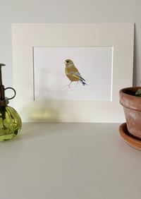 Image 2 of Green Finch