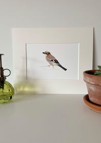 Image 2 of Jay