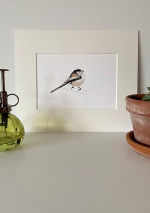 Image of Long Tailed Tit