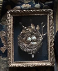 Image 1 of Cadre vitrine ancien et son nid ( homemade) avec des petits œufs aux éclats de feuilles d’or 