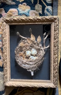 Image 2 of Cadre vitrine ancien et son nid ( homemade) avec des petits œufs aux éclats de feuilles d’or 