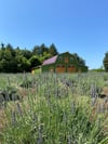 Lavender Field Mini Sessions June 22, 2024 (retainer)