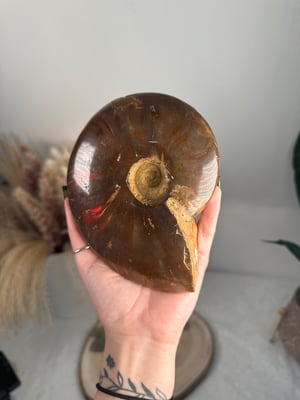 XL RED IRIDESCENT AMMONITE FOSSIL -MADAGASCAR-