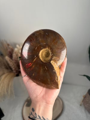 XL RED IRIDESCENT AMMONITE FOSSIL -MADAGASCAR-