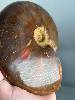 XL RED IRIDESCENT AMMONITE FOSSIL -MADAGASCAR-