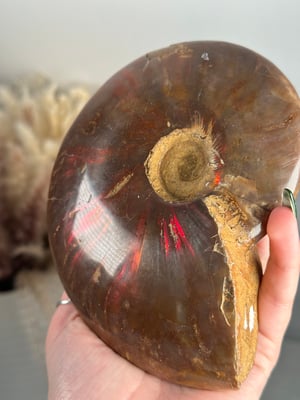 XL RED IRIDESCENT AMMONITE FOSSIL -MADAGASCAR-