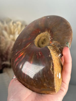 XL RED IRIDESCENT AMMONITE FOSSIL -MADAGASCAR-