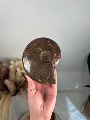 RED IRIDESCENT AMMONITE FOSSIL -MADAGASCAR-