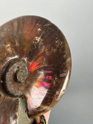 RED IRIDESCENT AMMONITE FOSSIL -MADAGASCAR-