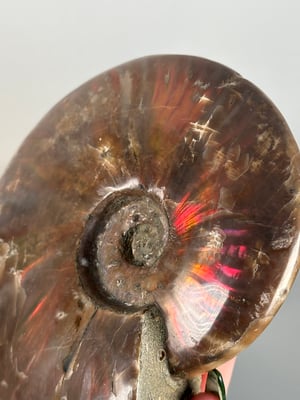 RED IRIDESCENT AMMONITE FOSSIL -MADAGASCAR-