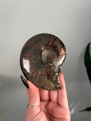 RED IRIDESCENT AMMONITE FOSSIL -MADAGASCAR- MEDIUM