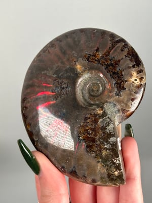 RED IRIDESCENT AMMONITE FOSSIL -MADAGASCAR- MEDIUM