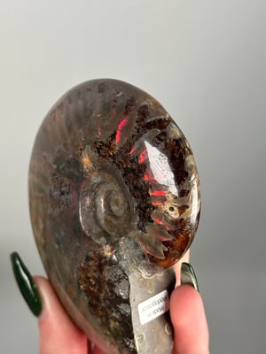 RED IRIDESCENT AMMONITE FOSSIL -MADAGASCAR- MEDIUM