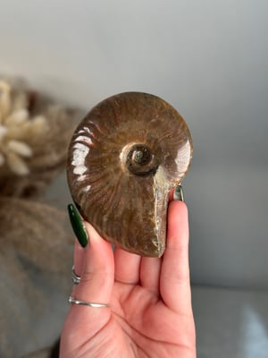 RED IRIDESCENT AMMONITE FOSSIL -MADAGASCAR- SMALL