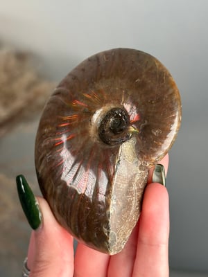 RED IRIDESCENT AMMONITE FOSSIL -MADAGASCAR- SMALL