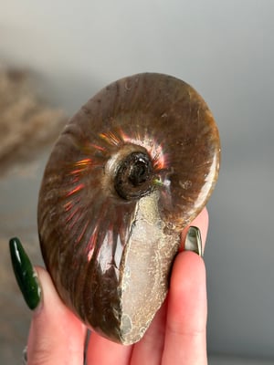 RED IRIDESCENT AMMONITE FOSSIL -MADAGASCAR- SMALL