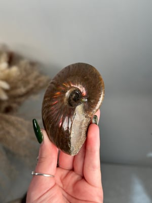 RED IRIDESCENT AMMONITE FOSSIL -MADAGASCAR- SMALL