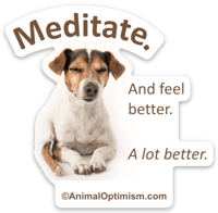 Dog: Meditate. And feel better. A lot better.