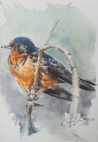 Barn Swallow