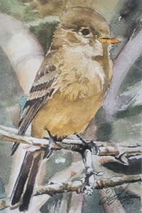 Buff-Breasted Flycatcher 