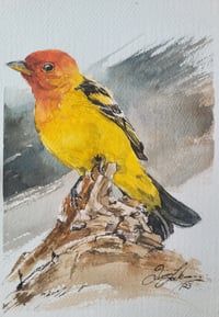Western Tanager