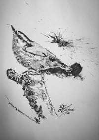 Nuthatch (in ink)