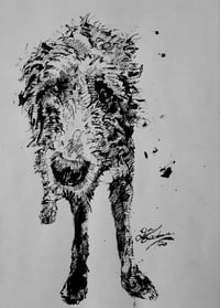Queenie the Irish Wolfhound