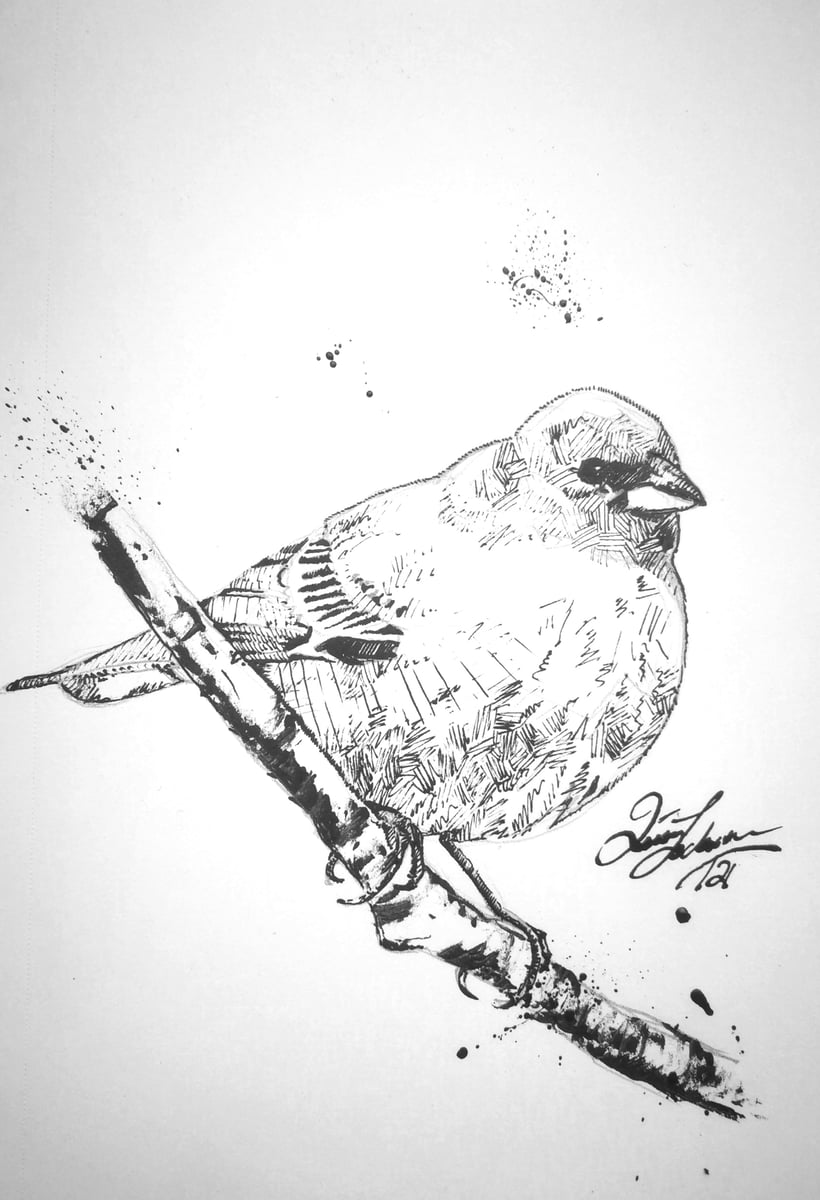 indigo-bunting-quinn-lockman