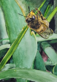 Balancing Bee