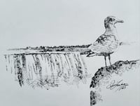 Seagull at the Falls