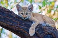 Bobcat in Tree