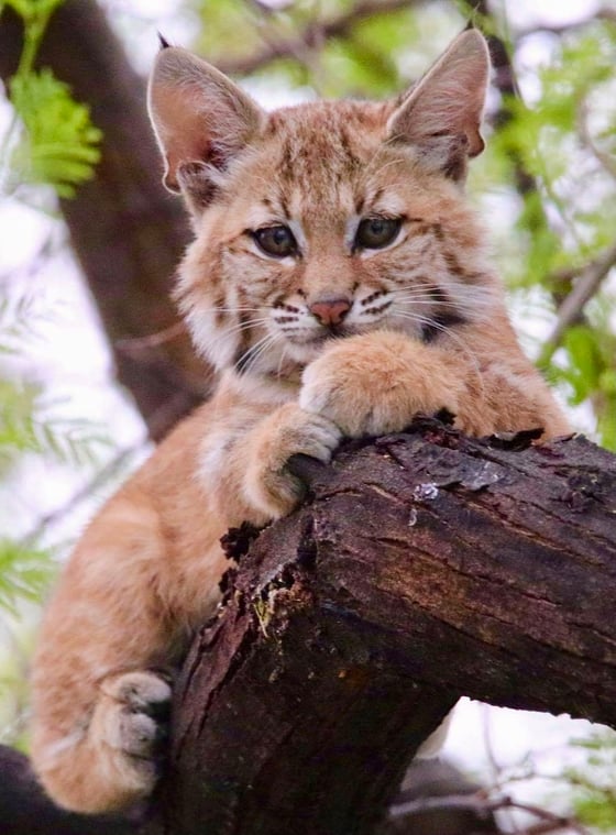 Image of Older kitten in tree