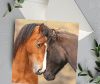 Kaimanawa Horses Greeting Card (Square)