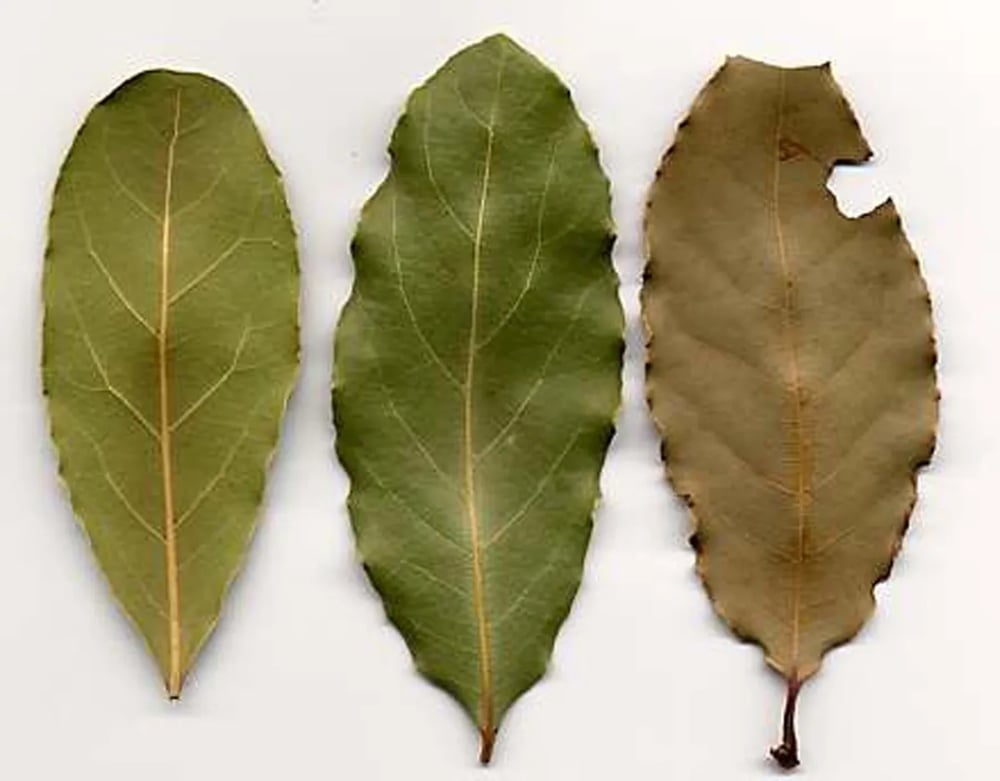 ALLIGATOR PEAR Freeze-Dried Avocado Fruit & Leaf Tea. Heart-Osteoporosis-Depression-Respiratory