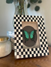 Checkered Swallowtail box 
